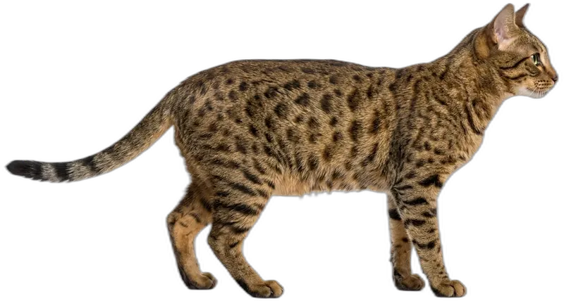 Ocicat