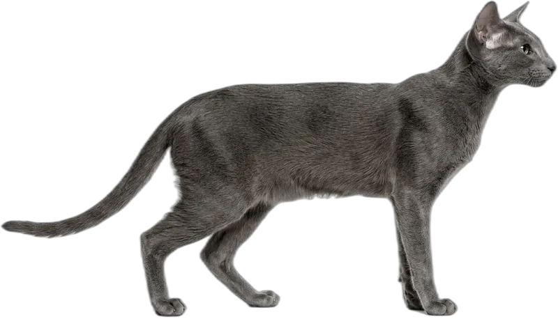Oriental Shorthair