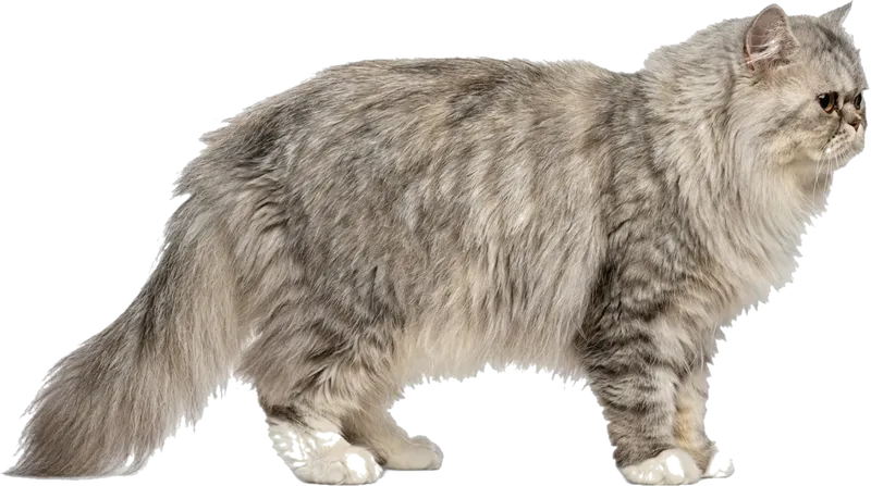 Persian cat