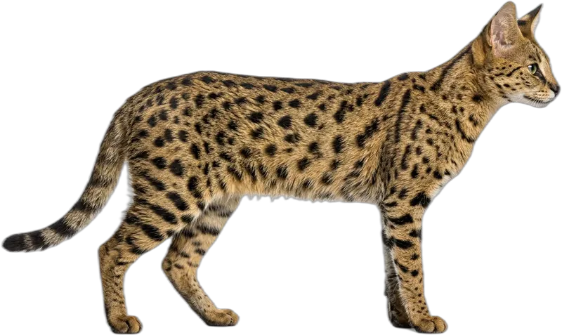 Savannah Cat