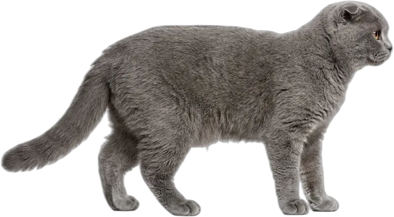 Schottische Faltohrkatze