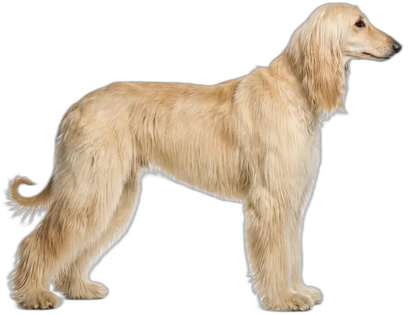 Afghan Hound