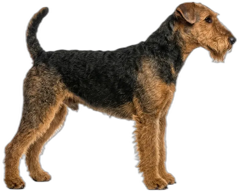 Airedale Terrier