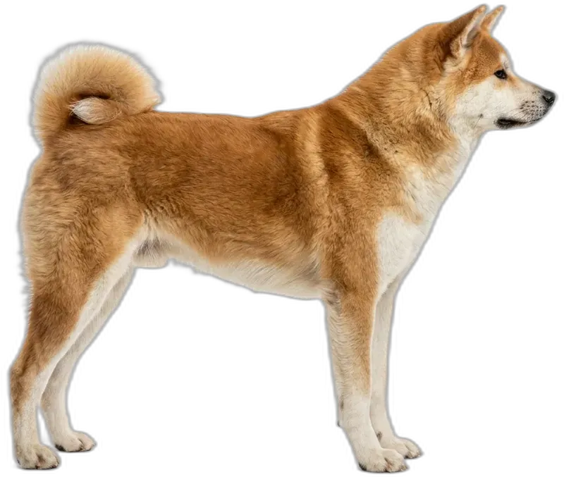 Akita