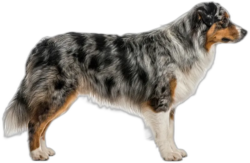 Australian Shepherd