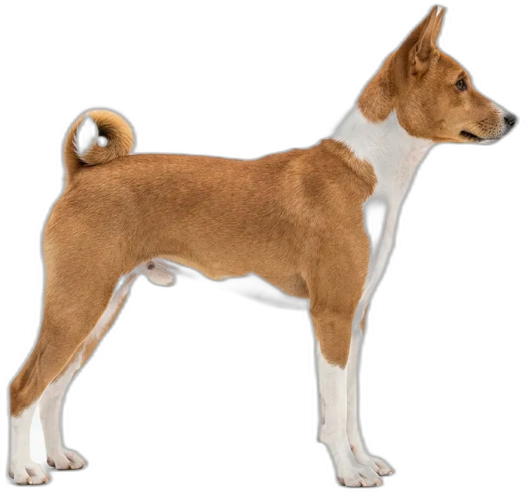 Basenji