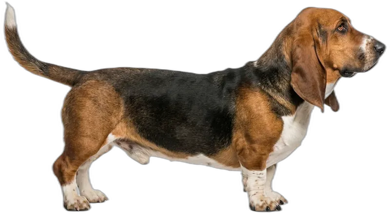 Basset Hound