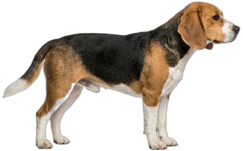 Beagle