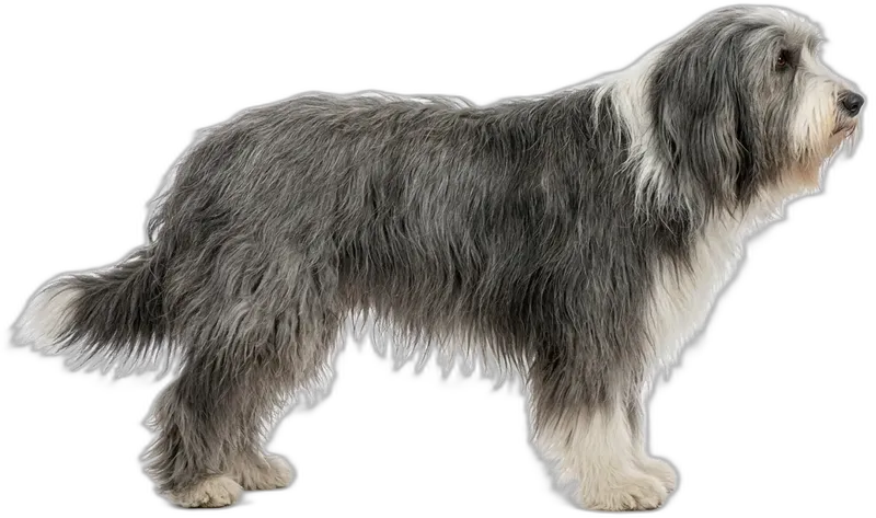 Bearded Collie