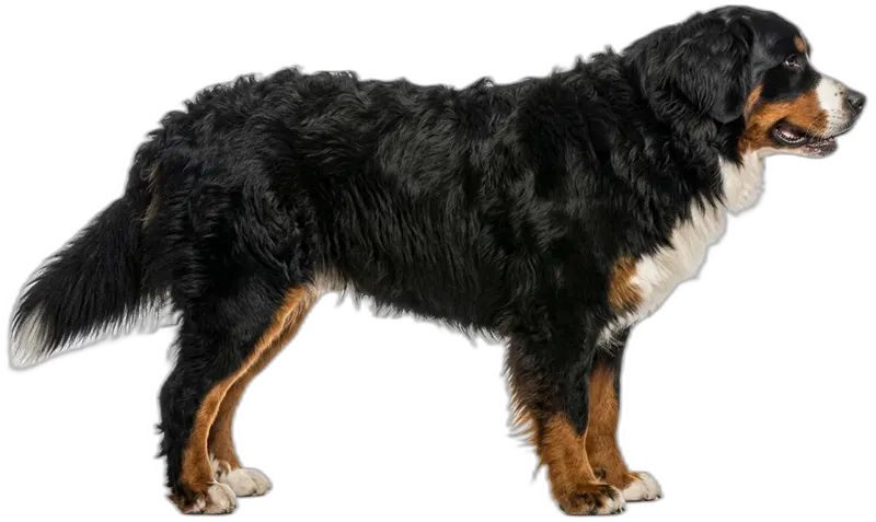 Berner Sennenhund