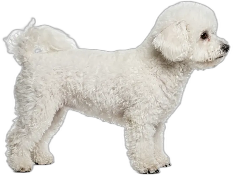 Bichon Frisé