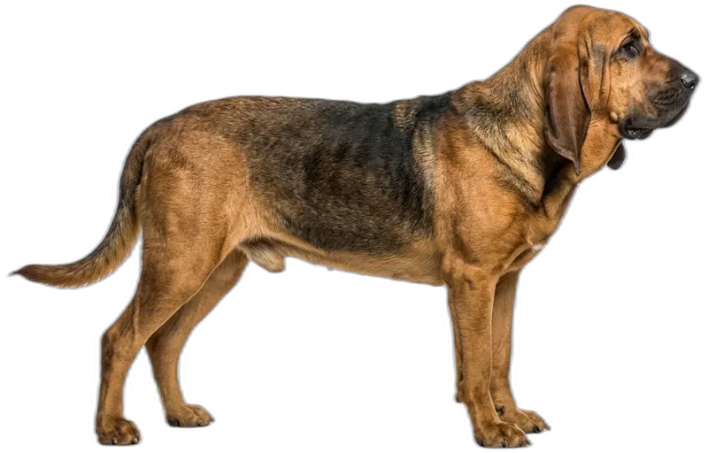 Bloodhound