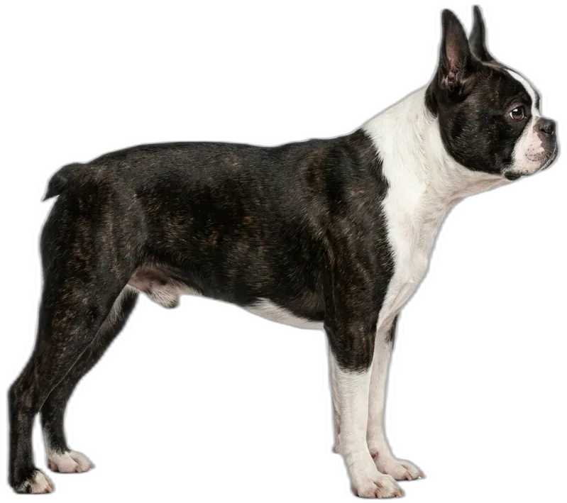 Boston Terrier