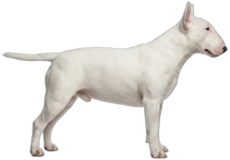 Bullterrier