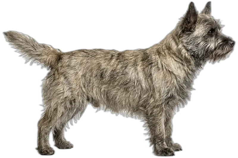 Cairn Terrier