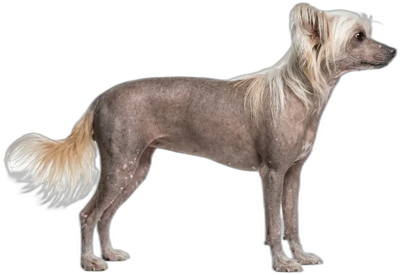 Chinesischer Schopfhund