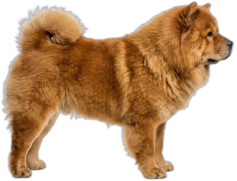 Chow-Chow