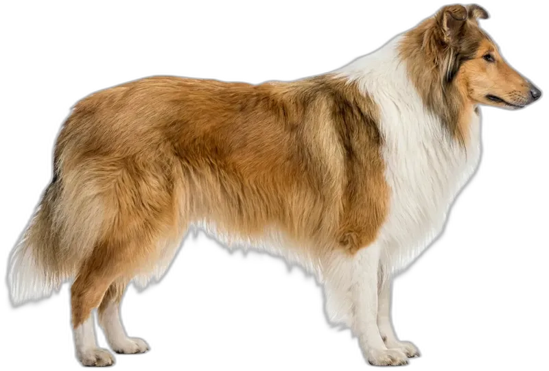 Collie