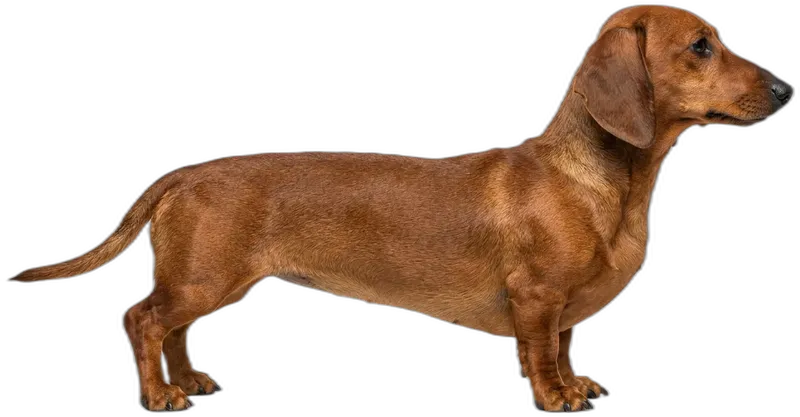 Dachshund