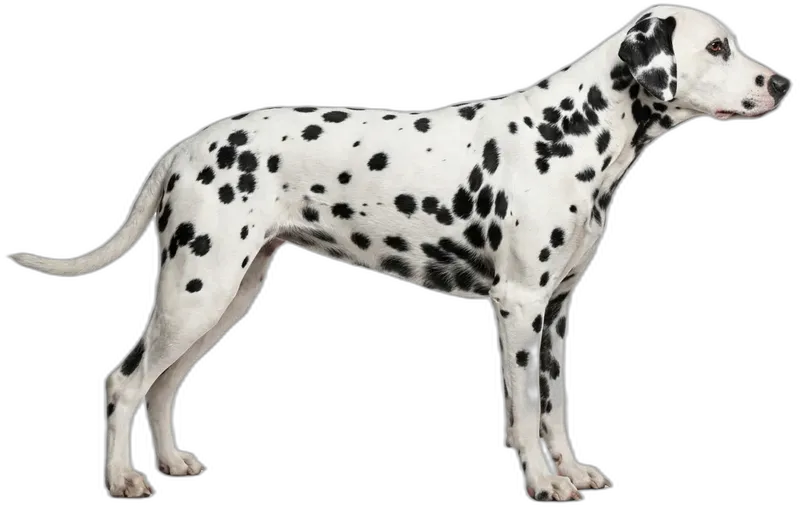 Dalmatian