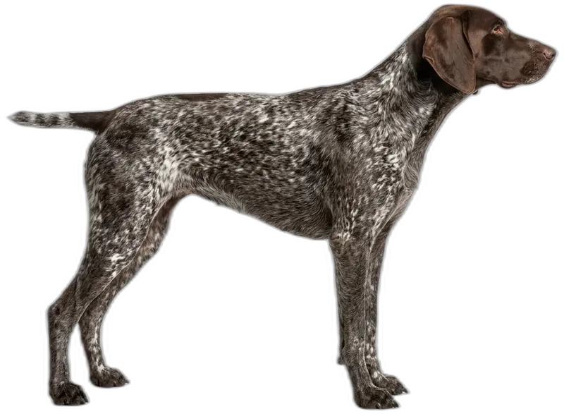 German Shorthaired Pointer