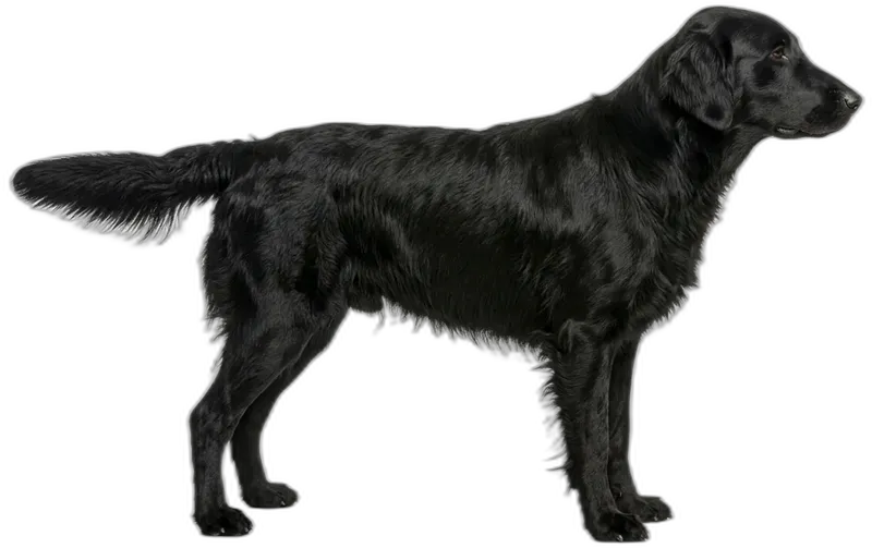 Flat Coated Retriever