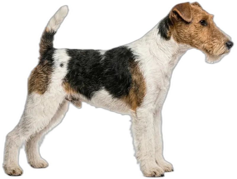 Foxterrier