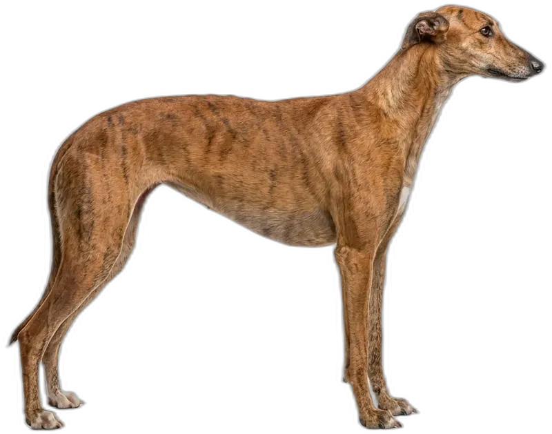 Galgo Español