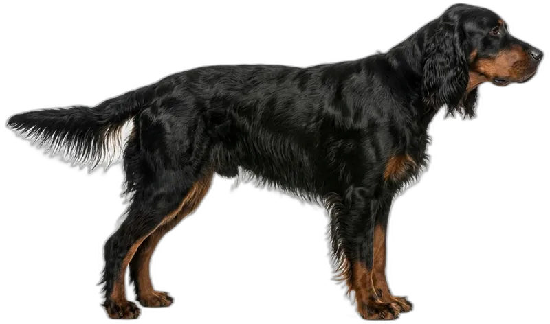 Gordon Setter