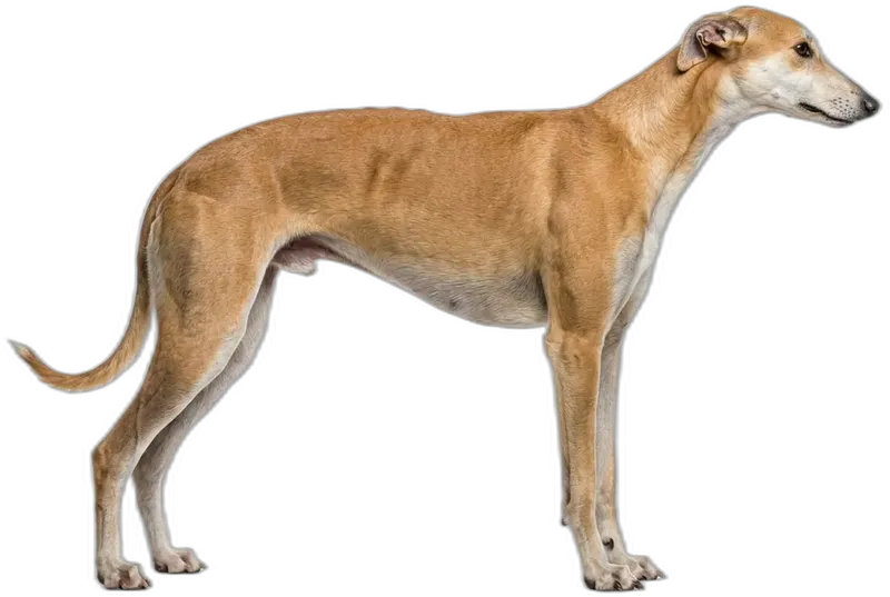 Greyhound
