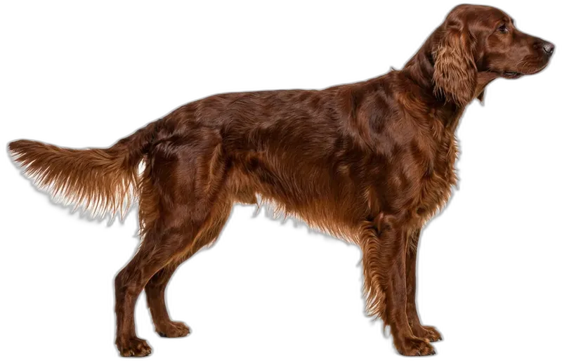 Irish Setter