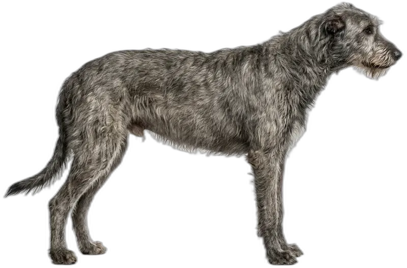 Irish Wolfhound