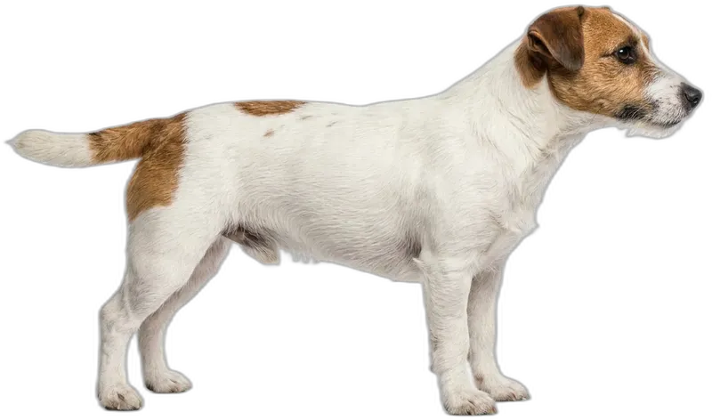 Jack Russell Terrier