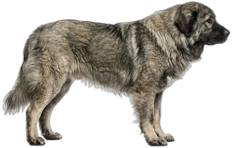 Caucasian Shepherd Dog