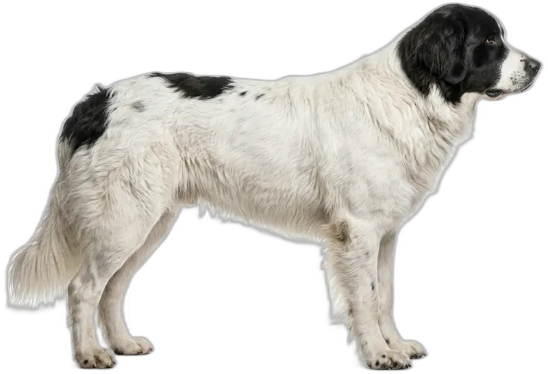 Landseer