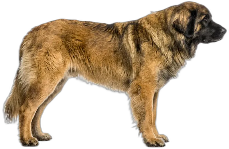 Leonberger