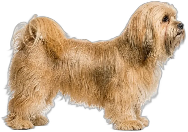 Lhasa Apso