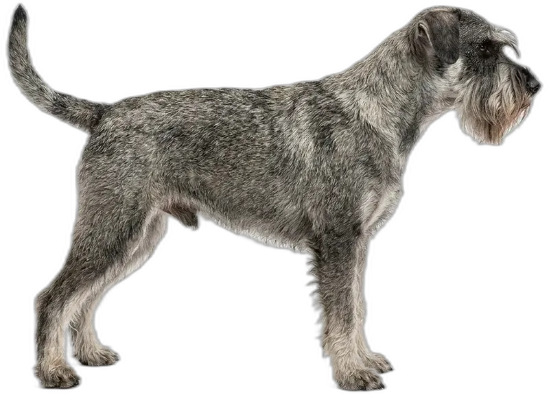 Mittelschnauzer