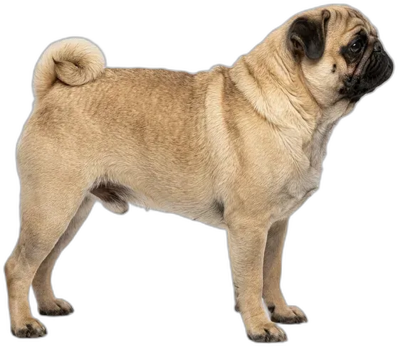 Pug