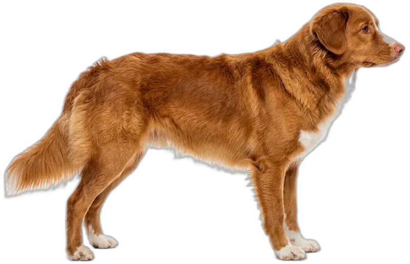 Nova Scotia Duck Tolling Retriever