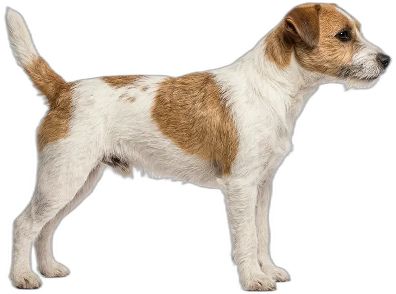 Parson Russell Terrier