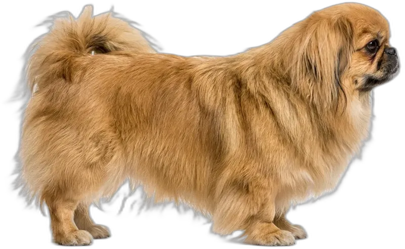 Pekingese