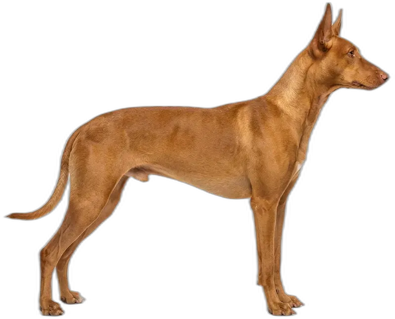 Pharaoh Hound