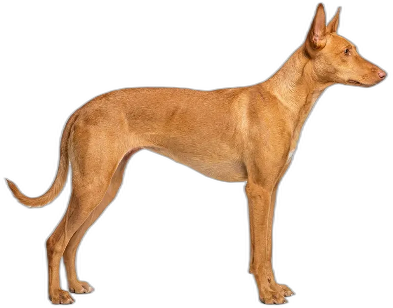 Ibizan Hound