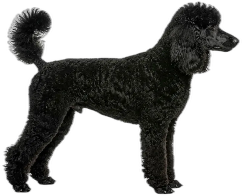 Poodle
