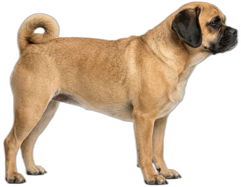 Puggle