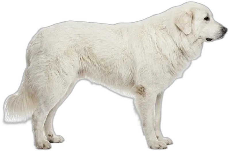 Great Pyrenees
