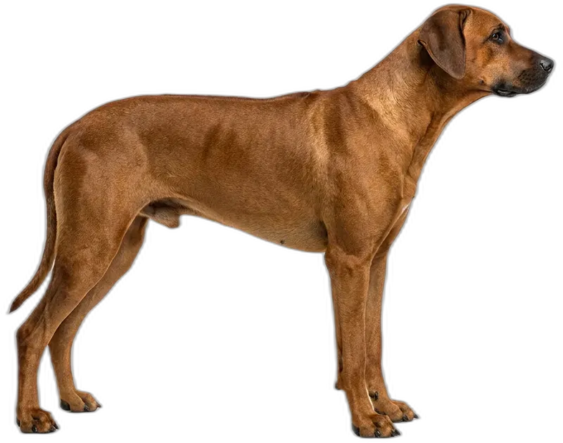 Rhodesian Ridgeback
