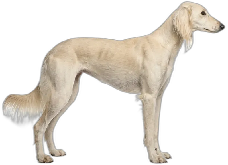 Saluki