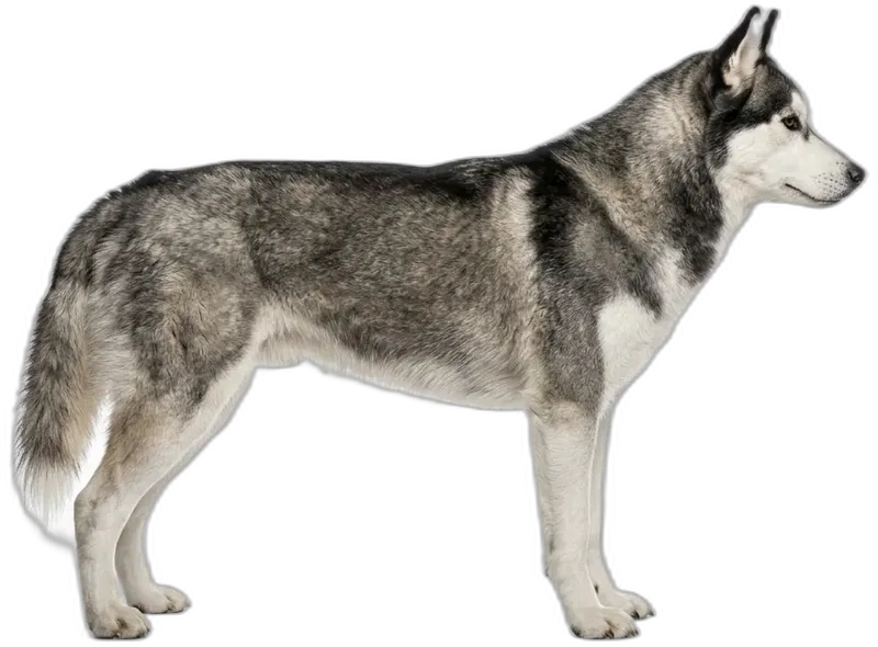 Siberian Husky